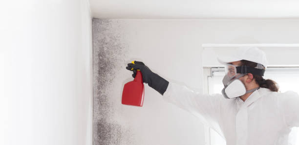Best Localized Mold Remediation (e.g., coastal areas, humid climates) in Country Club Hls, IL