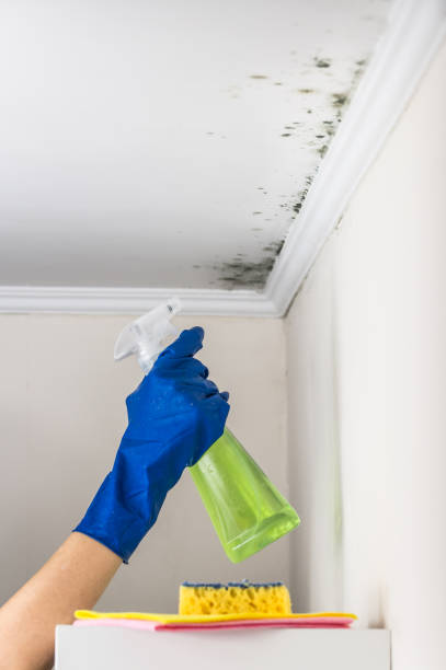 Best Basement Mold Remediation in Country Club Hls, IL
